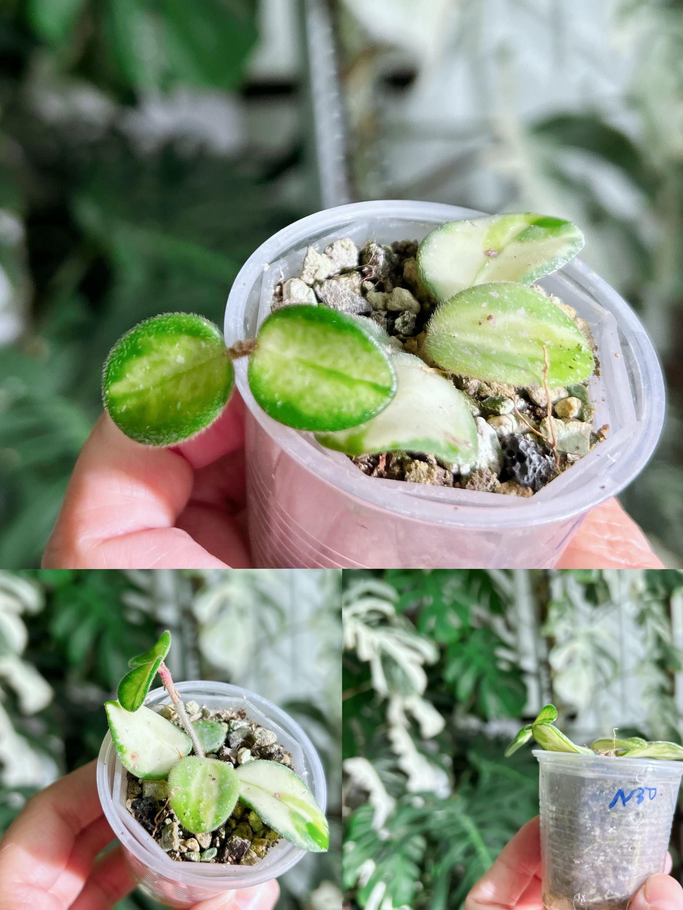 US Seller Rooted Variegated Hoya Mathilde Cuttings Tropical