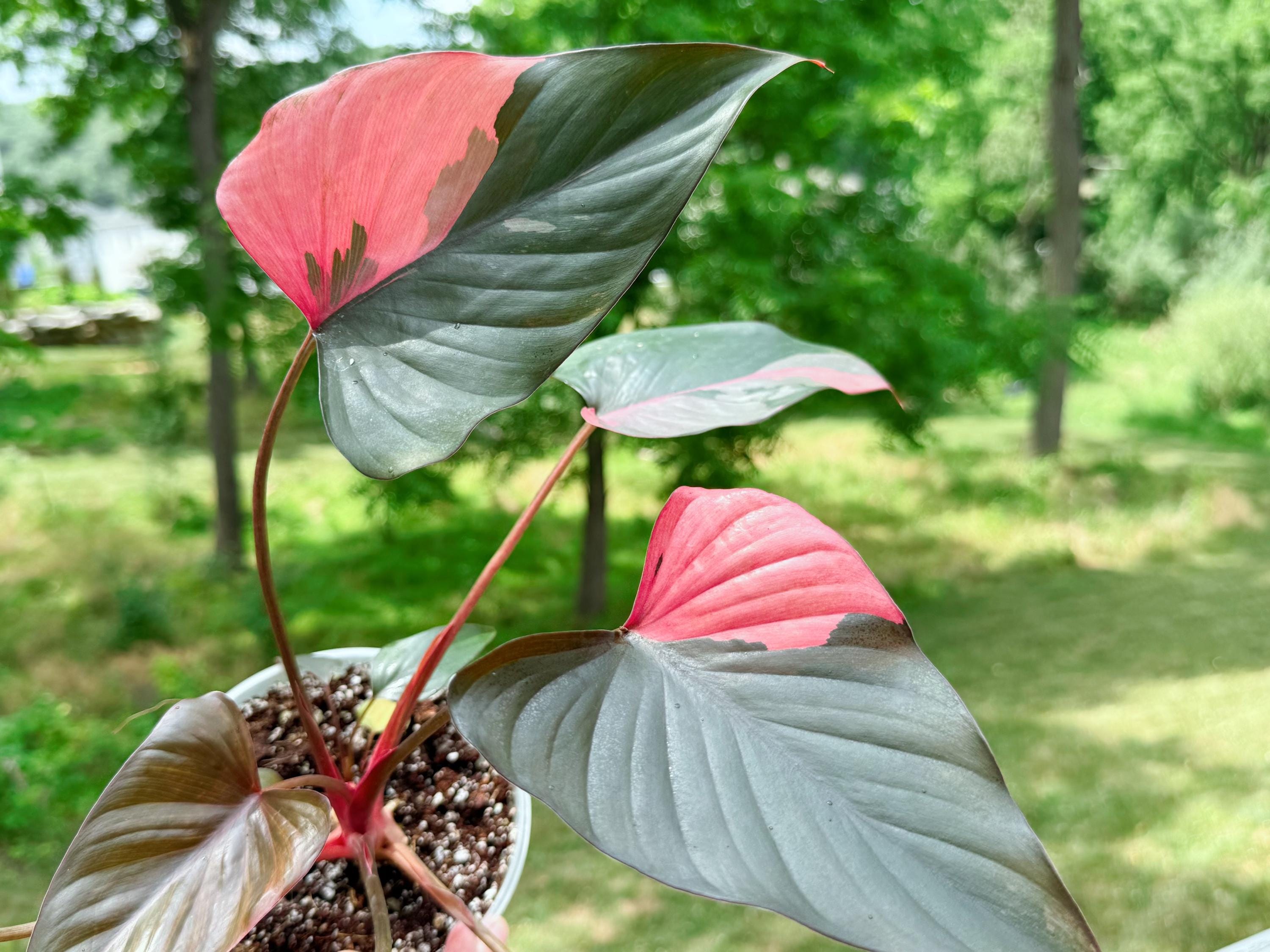Homalomena Variegated - Etsy