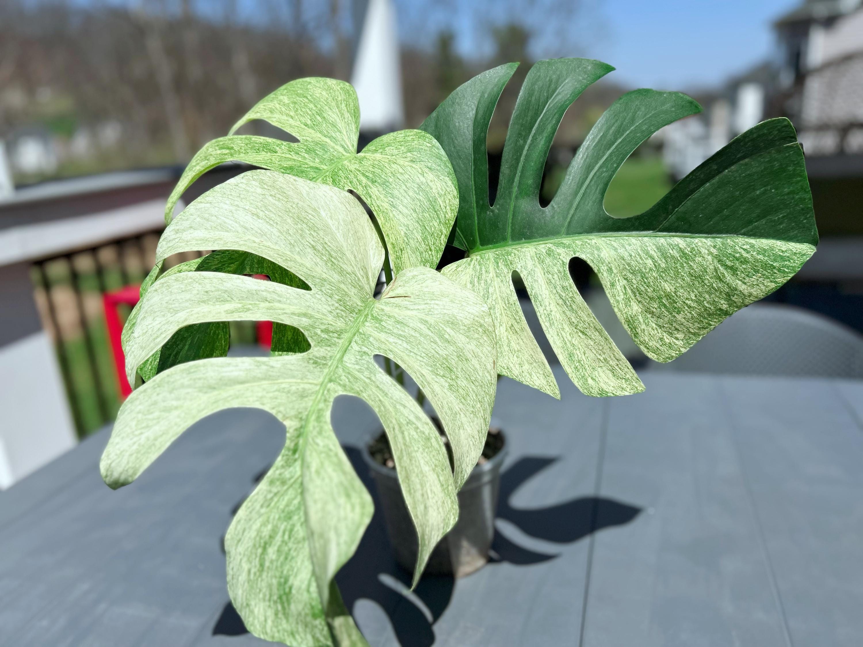 Monstera mint - Etsy 日本