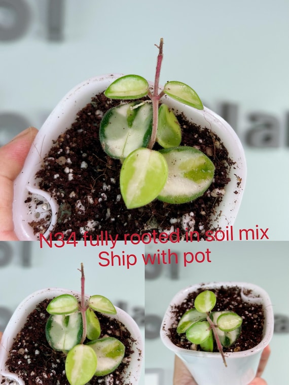 US Seller Rooted Variegated Hoya Mathilde Cuttings Tropical