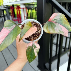 US seller fully rooted variegated Homalomena pink diamond pinky variegation indoor decor Tropical houseplant