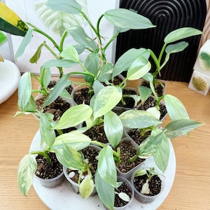 Silver Sword Variegated Philodendron - Etsy