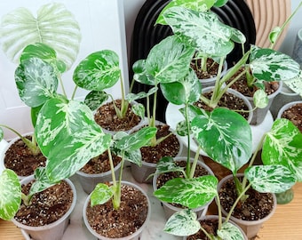 Monstera Lemon Lime 4” - US SELLER - Etsy