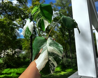 US seller fully rooted monstera albo halfmoon variegation high variegation ship from PA indoor decor Tropical houseplant