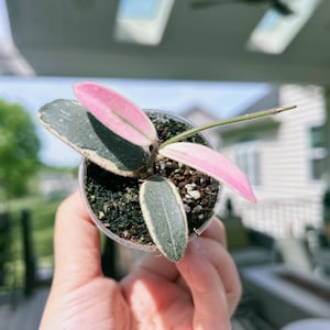 Hoya Lyi Noid - Etsy
