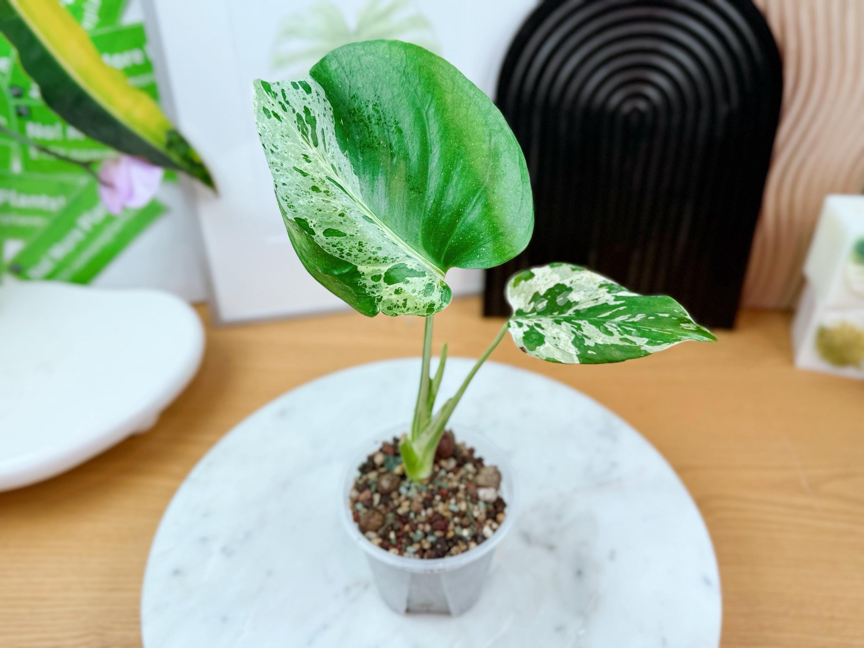 Bulbasaur monstera - Etsy 日本