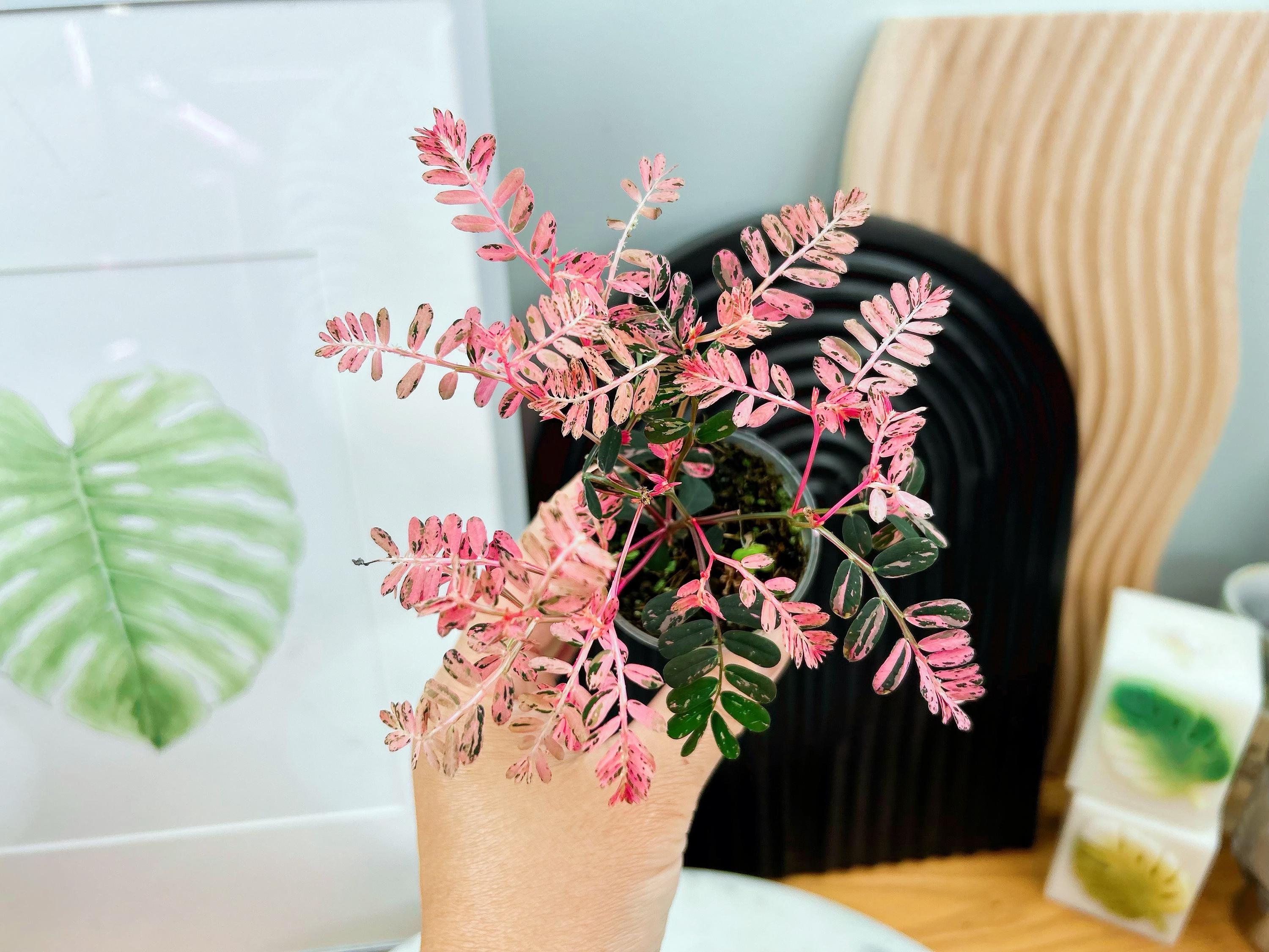 US Seller Phyllanthus Urinaria Pink Variegated Sensitive Plants
