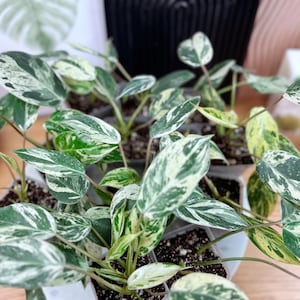philodendron mcdowell care Philodendron McDowell - House Plants Delivery Toronto main image 0