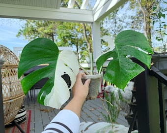 US seller fully rooted (soil mix)monstera albo cuttings Friendly to beginners indoor decor Tropical houseplant halfmoon variegation
