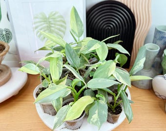 May include: A collection of Philodendron plants in small clear plastic pots, featuring variegated heart-shaped leaves with shades of green, cream, and yellow. The plants are arranged together on a white circular tray on a wooden surface.