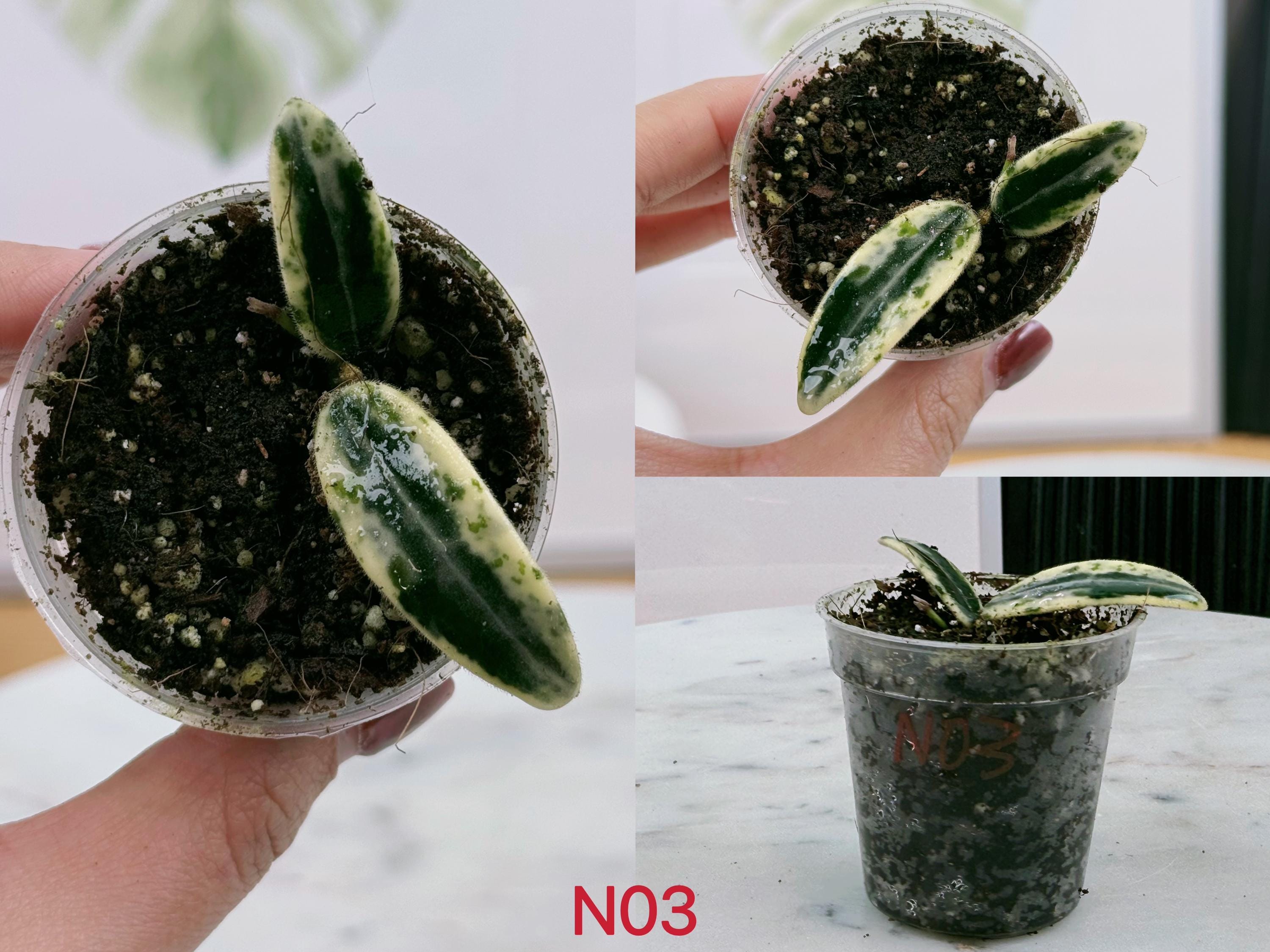 Exact Plant Rare Hoya Fully Rooted Hoya Lyi Prism Pink and Mint