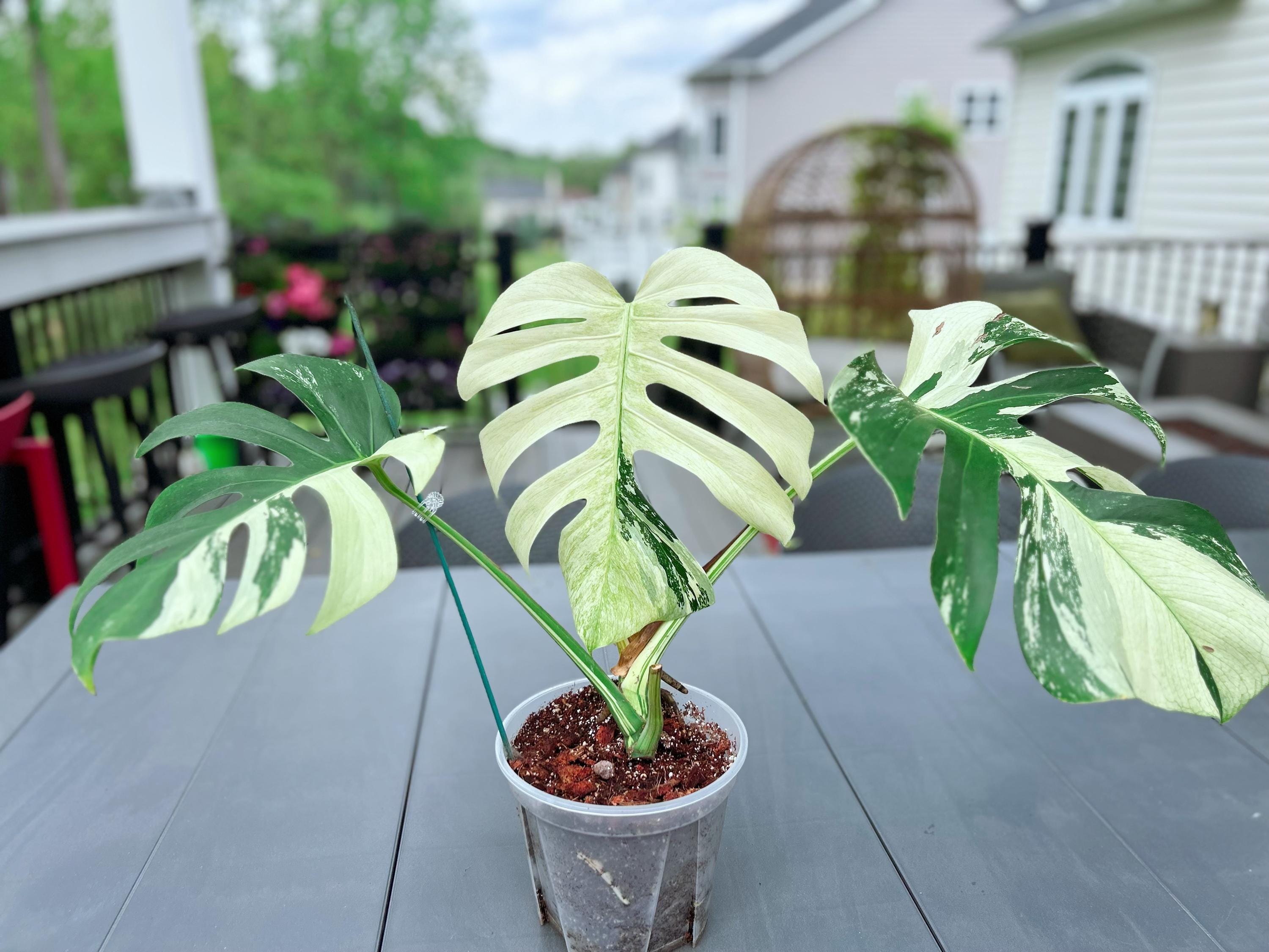 Monstera mint noid jungle mint - Etsy 日本