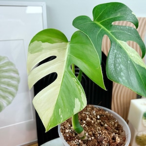 US seller fully rooted monstera NOID Mint Thai jungle Mint halfmoon and High variegated Tropical HouseplantExact plant ship from PA18034