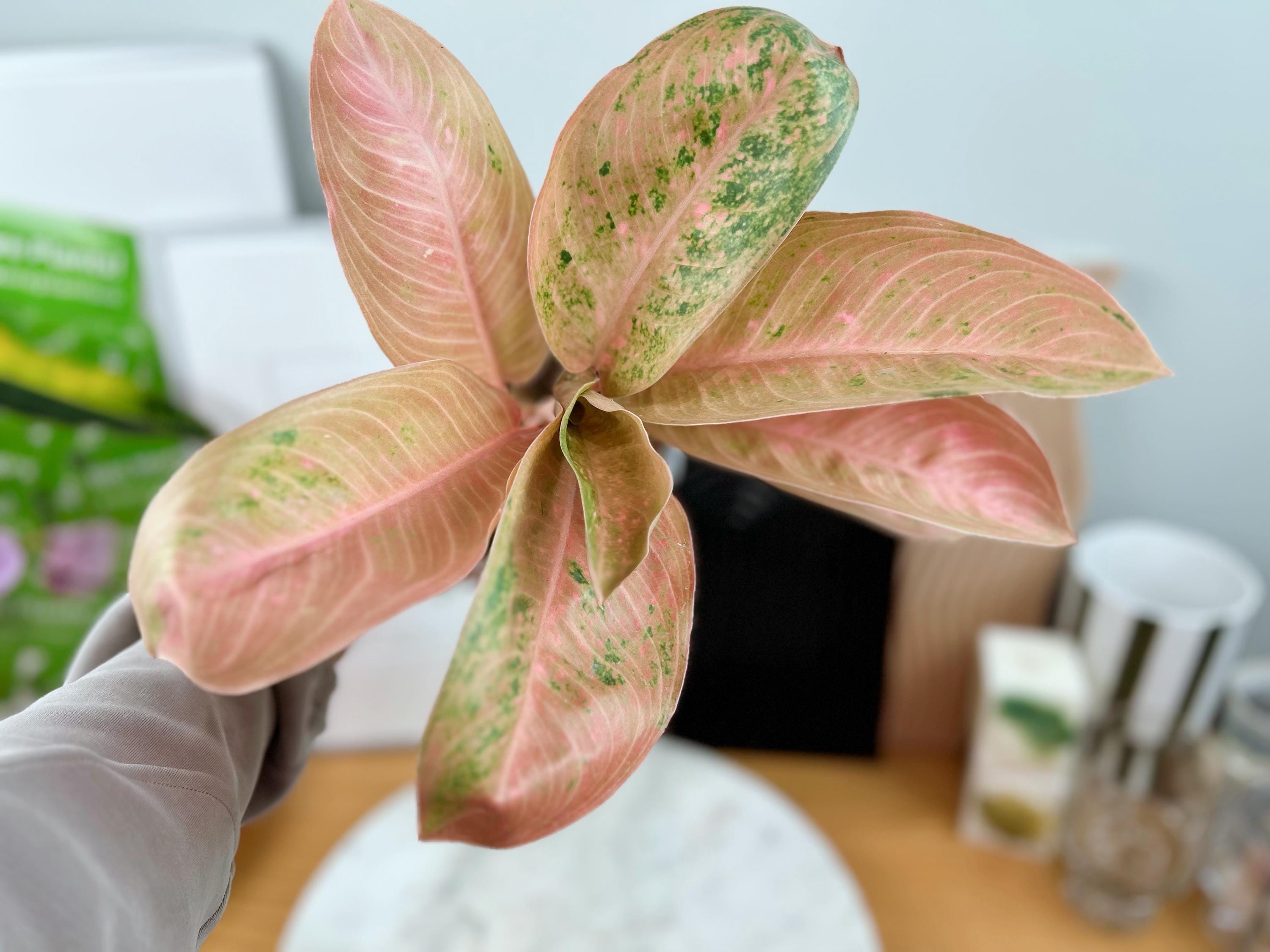 あみてぃえAglaonema Pink Bananaなど2点 il_fullxfull.7790814514_b2lw.jpg