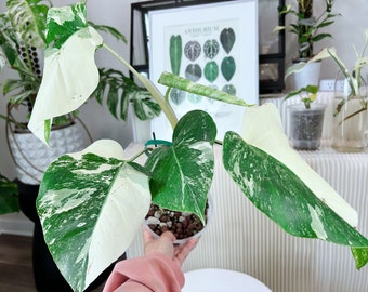 US seller rooted monstera albo High variegation halfmoon variegation monstera albo M size 5 leaves Mother’s Day Gift