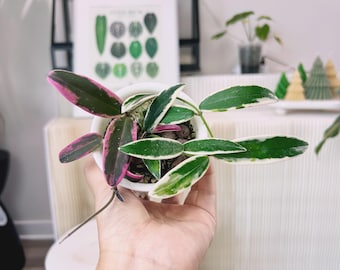 US Seller - Hoya Carnosa Madara 'snow Angel' - Etsy US Seller - Hoya Carnosa Madara 'snow Angel' - Etsy
