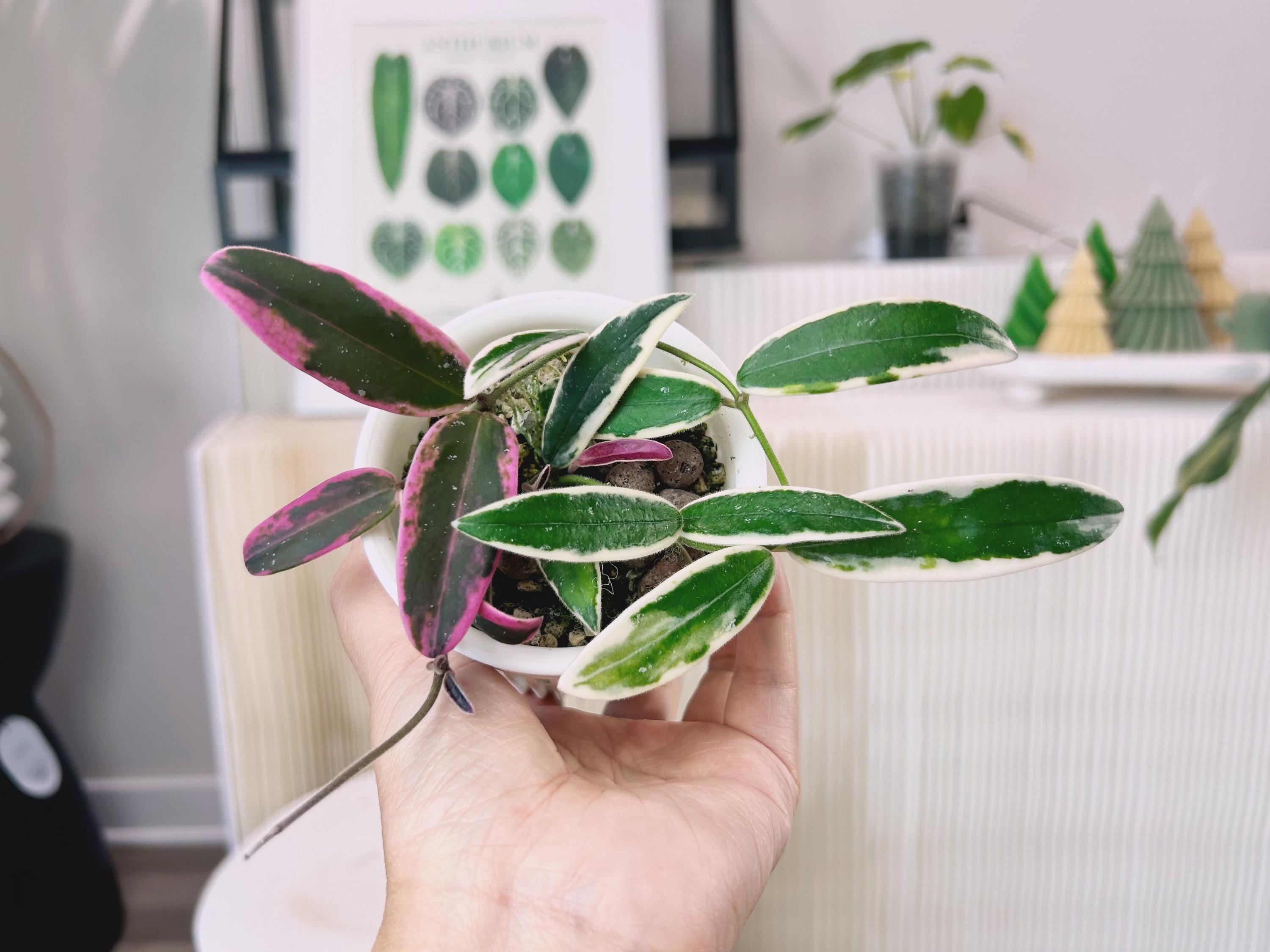 夏セールホヤ　Hoya Lyi Prism thick leavesサクララン① Rare) Hoya lyi prism for Sale - HappyForestStore