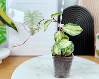 Hoya Carnosa Argentea Princess: Rooted Plant - Etsy