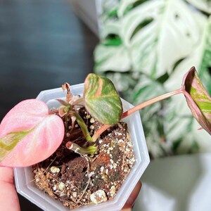 succulent planting soil mix Organic Succulent and Cactus Soil Mix