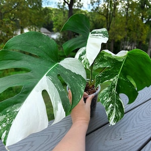 US seller fully rooted (soil mix)monstera albo cuttings Friendly to beginners indoor decor Tropical houseplant