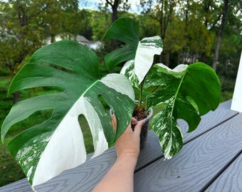 US seller fully rooted (soil mix)monstera albo cuttings Friendly to beginners indoor decor Tropical houseplant