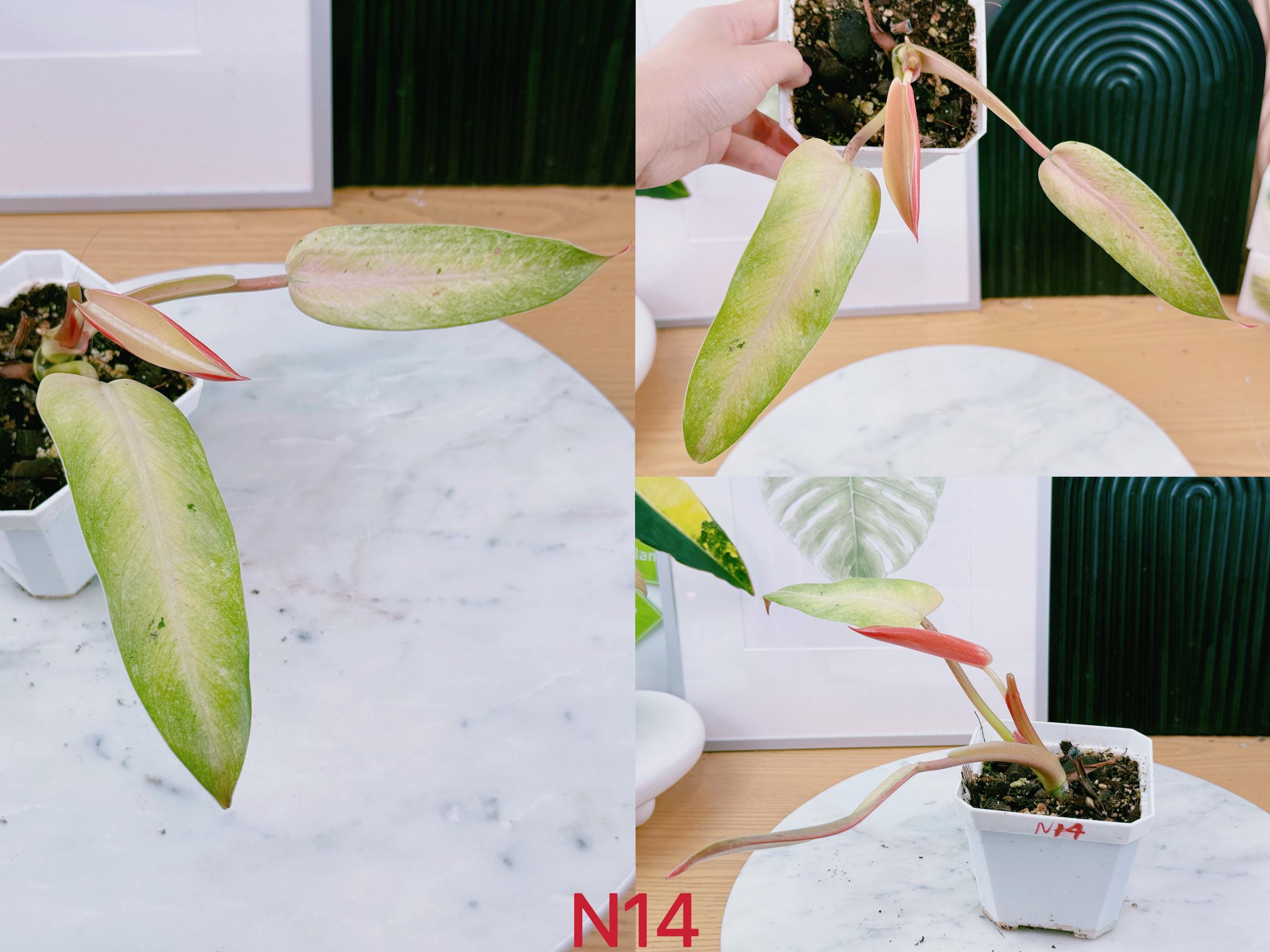 US Seller Rooted Philodendron Whipple Way Nice Variegation May-5
