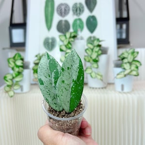 US seller rooted Hoya Wilbur Graves mid cuttings Oct-15 restocked indoor decor Tropical houseplantExact plant