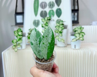 US seller rooted Hoya Wilbur Graves mid cuttings Aug-26 restocked indoor decor Tropical houseplant