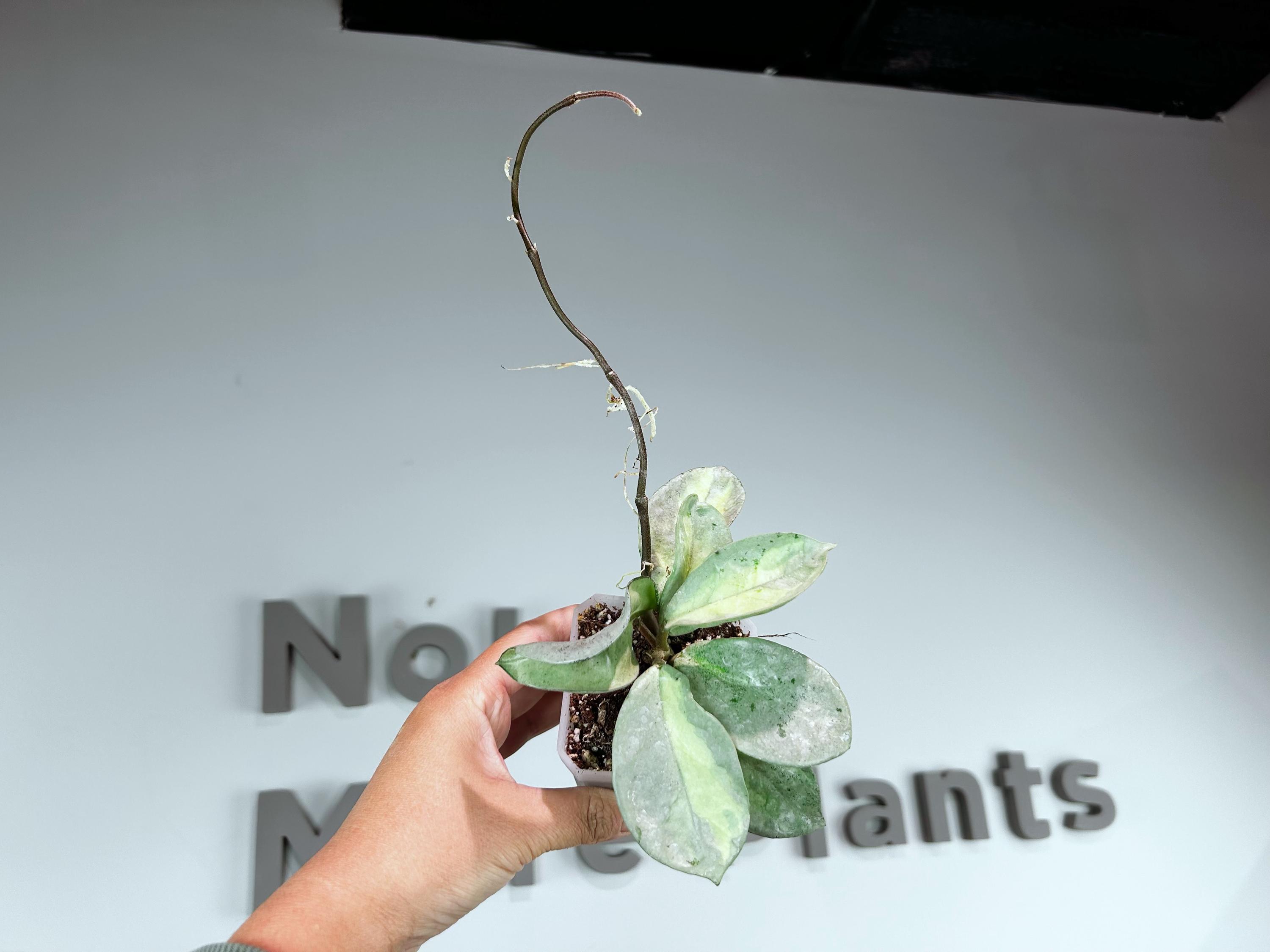 Hoya Madara Snow Angel - Etsy