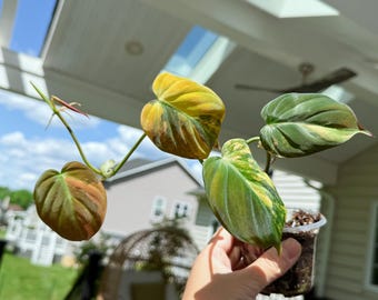 US seller Fully rooted philodendron variegated micans Pink micans  Aurea Micans  house plant decorExact plant