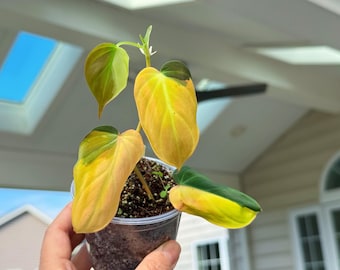 US seller Fully rooted philodendron variegated micans Pink micans  Aurea Micans  house plant decorExact plant
