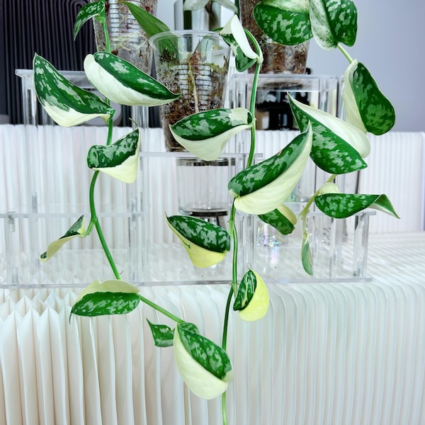 Vendedor estadounidense. Esqueje de Scindapsus Mayari variegado enraizado, planta de interior tropical, envío desde Pensilvania. Liquidación de plantas.