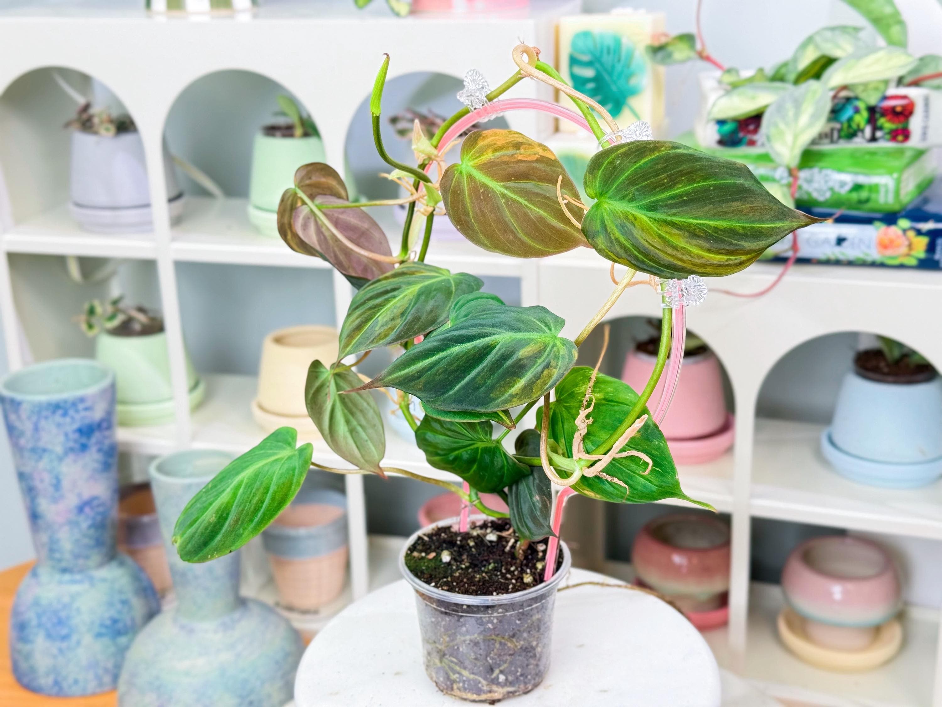 Pink Variegated Micans - Etsy