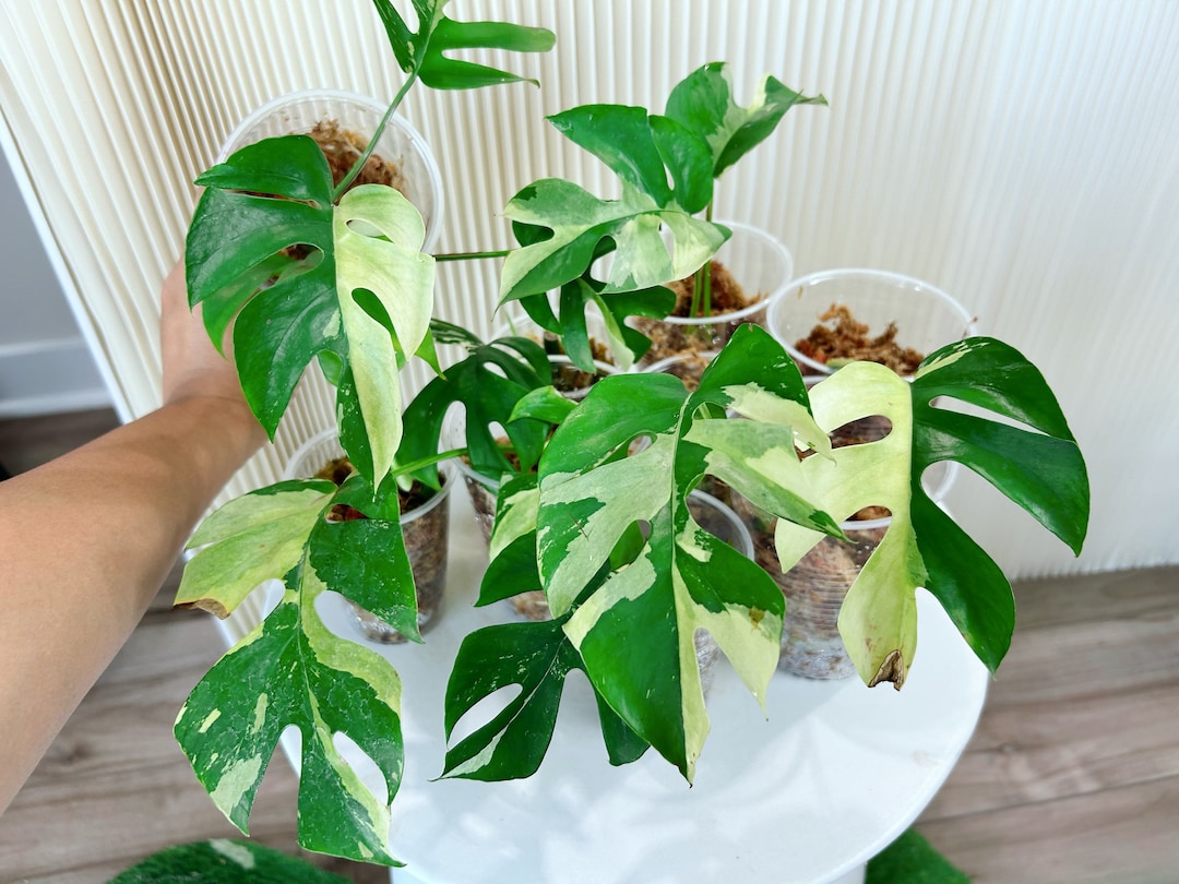 US Seller Variegated Rhaphidophora Tetrasperma Halfmoon Mint Albo