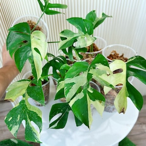 US seller  rooted rhaphidophora tetrasperma variegated halfmoon,mint and Albo variegation mid /base cuttings Jul-16 restocked