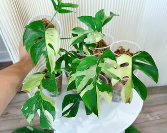 Variegated Rhaphidophora Tetrasperma Cutting: Halfmoon Mint AlboExact plant