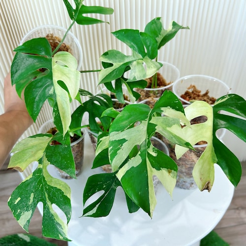 US Seller Variegated Rhaphidophora Tetrasperma Halfmoon Mint Albo