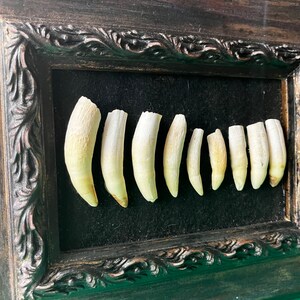 May include: A collection of eight white animal teeth displayed in a black wooden frame with ornate detailing. The teeth are arranged in a row, with the largest tooth at the left and the smallest tooth at the right.