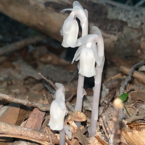 2oz Monotropa Uniflora aka Ghost Pipe Tinctures