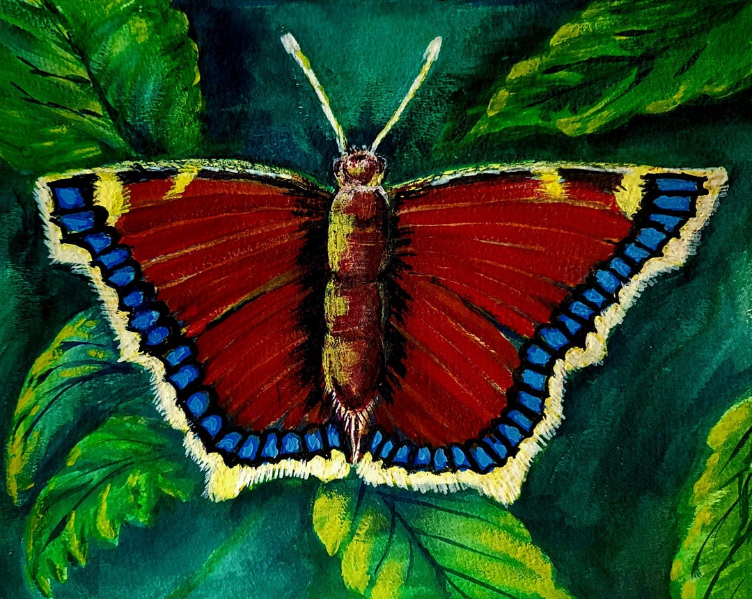 Mourning Cloak Butterfly, Original Wateecolor, Giclée Fine Art Print - Etsy