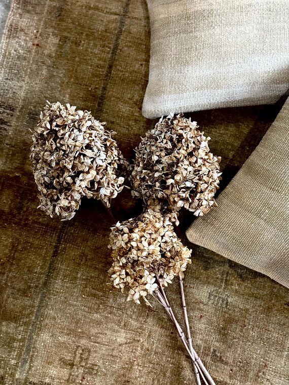 Dried Hydrangea Bundle - image 1