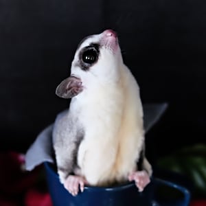 May include: A small, white and gray sugar glider sitting in a blue cup. The sugar glider is looking up and has large, dark eyes. The text "I lift up my eyes to the hills. From where does my help come? My help comes from the Lord, who made heaven and earth. Psalm 121:1-2" is printed below the image.