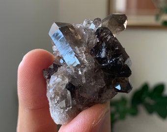 May include: A cluster of smoky quartz crystals with a dark brown to black colour. The crystals are clustered together in a natural formation.