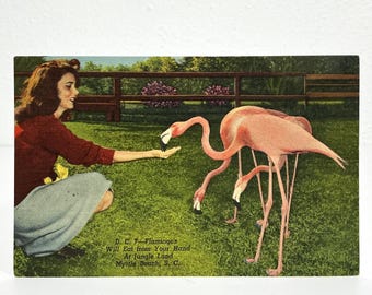 Flamingos Will Eat Out of Your Hand at Jungle Land - Myrtle Beach, South Carolina - Vintage 1950s Postcard