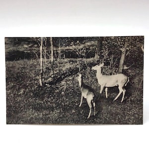 Oakland, Maryland Native Wild Deer in Forest - Vintage Albertype Postcard Postmarked 1945 - Rustic Home Decor Wildlife Photo Picture