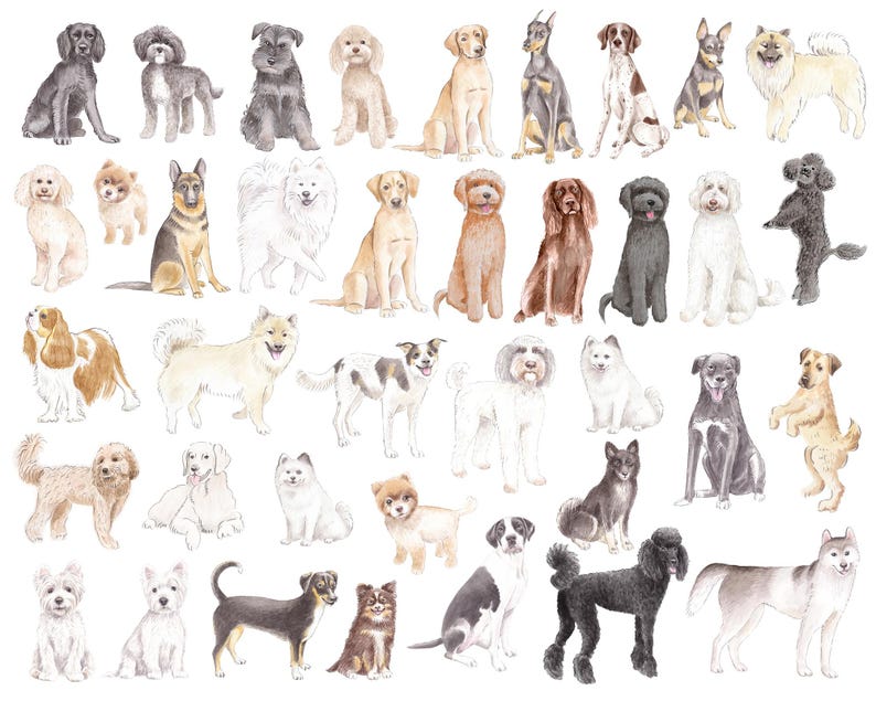 May include: Watercolor illustration featuring a variety of dog breeds in different poses. The dogs are depicted in various colors, including black, white, brown, and tan. The image showcases a range of dog sizes and fur types, from small terriers to larger breeds.