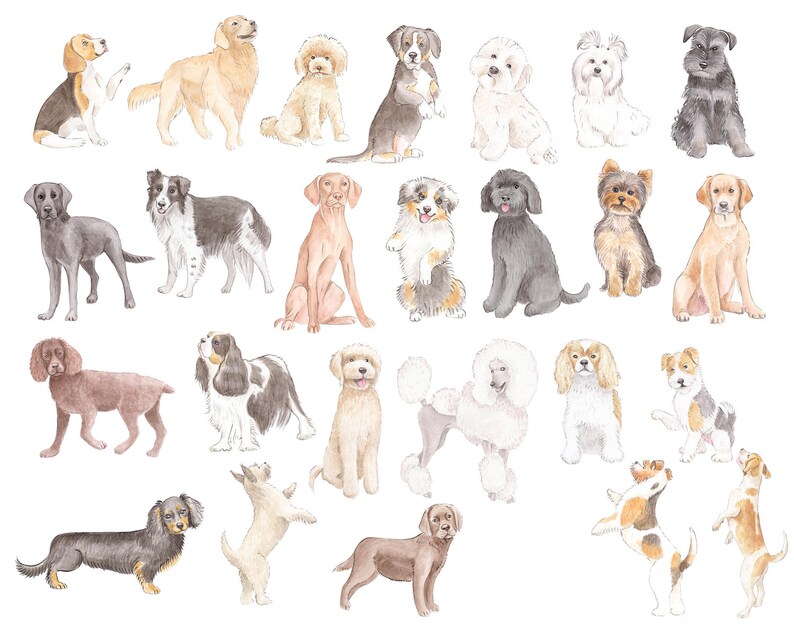 May include: Watercolor painting of 30 different dog breeds, including a Beagle, Golden Retriever, Poodle, Labrador Retriever, Border Collie, Yorkshire Terrier, and more. The dogs are all depicted in a playful and whimsical style.