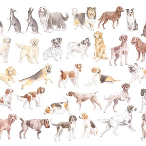 May include: Watercolor illustration of various dog breeds, including a Greyhound, Collie, Bulldog, and Beagle. The dogs are depicted in different poses and colors, set against a white background. A charming collection for dog lovers.