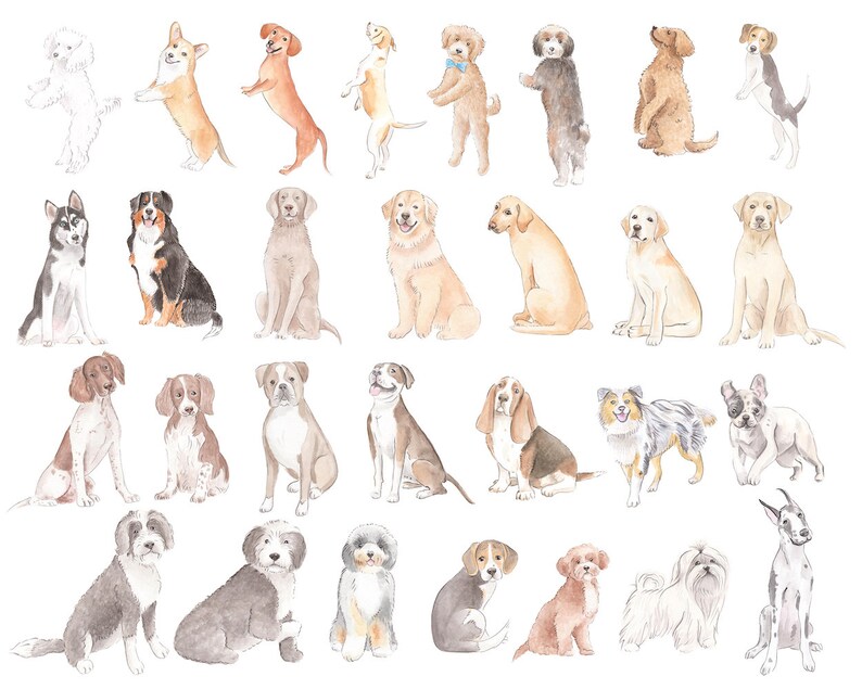 May include: Watercolor painting of 30 different dog breeds in various poses. The dogs are all depicted in a realistic style, with attention to detail in their fur, eyes, and expressions.