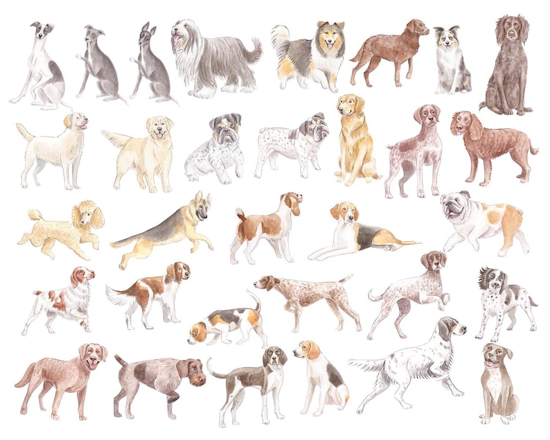 May include: Watercolor illustration of various dog breeds, including a Greyhound, Collie, Bulldog, and Labrador. The dogs are depicted in different poses and colors, such as brown, white, black, and tan. The artwork has a classic, artistic style.